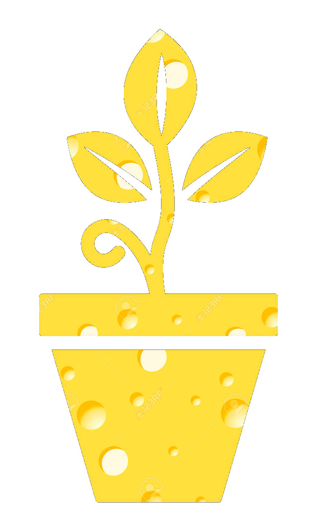 Cheese