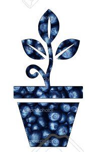 Blueberry