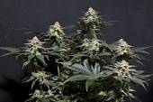 картинка Purple Lemonade FF от магазина Semki