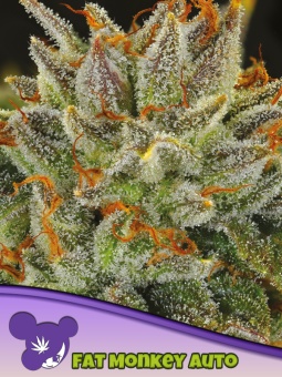 картинка Fat Monkey Auto от магазина Semki