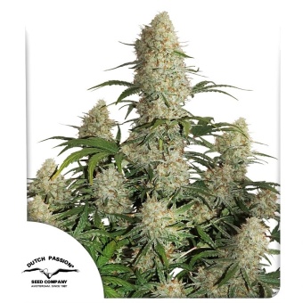 картинка Auto Critical Orange Punch от магазина Semki