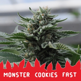картинка Monster Cookies Fast от магазина Semki