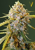 картинка Biggest Bud от магазина Semki