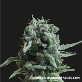 картинка White Widow 47 от магазина Semki