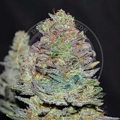 картинка Delicious Cookies Auto от магазина Semki
