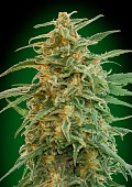 картинка Auto Gorilla от магазина Semki