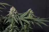 картинка Tropicana Cookies FF от магазина Semki