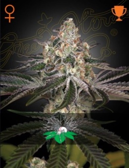 картинка White Widow от магазина Semki