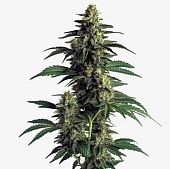 картинка Northern Lights от магазина Semki
