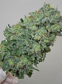 картинка Flashberry reg. от магазина Semki