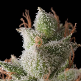 картинка White Widow Auto от магазина Semki