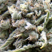 картинка Auto White Widow от магазина Semki