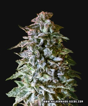 картинка Siberian Gorilla Auto от магазина Semki