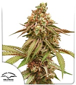 картинка Tropical Tangie от магазина Semki