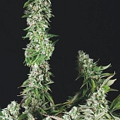 картинка OG Double Kush от магазина Semki