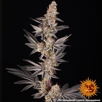 картинка RS11 x Banana OG от магазина Semki