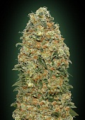картинка White Widow от магазина Semki