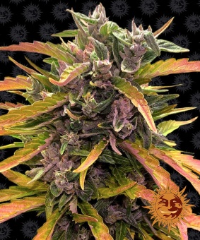 картинка Gorilla Glue Auto от магазина Semki