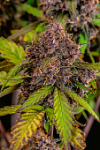 картинка Lemon Cherry Cookies Auto от магазина Semki
