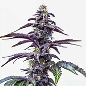 картинка Blackberry Moonstones Auto от магазина Semki