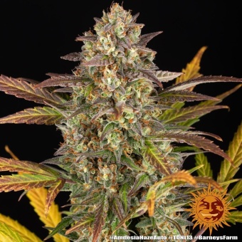 картинка Amnesia Haze Auto от магазина Semki