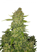 картинка Papaya Cookies Auto от магазина Semki