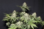 картинка Orange Sherbet FF от магазина Semki