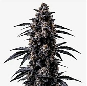 картинка Black Sugar от магазина Semki
