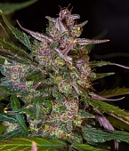 картинка Stardawg Auto от магазина Semki