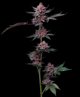 картинка Cherry Poppers от магазина Semki