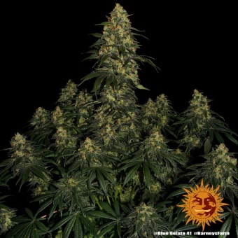 картинка Blue Gelato 41 от магазина Semki