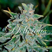 картинка Northern Light Blue Auto от магазина Semki
