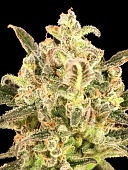 картинка Auto Biodiesel Mass XXL от магазина Semki