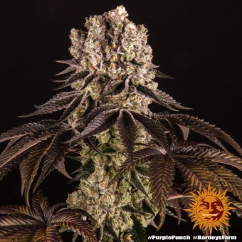 картинка Purple Punch от магазина Semki