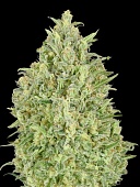 картинка Auto Pineapple Glue от магазина Semki