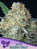 картинка Rainbow Donut Auto от магазина Semki