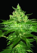 картинка Afghan Kush от магазина Semki