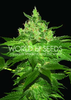 картинка Afghan Kush от магазина Semki