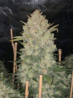 картинка Original Auto OG Kush от магазина Semki