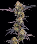 картинка Tropicana Cherry от магазина Semki