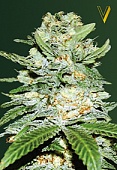 картинка Auto Jack Hammer (Auto Jack Herer) от магазина Semki