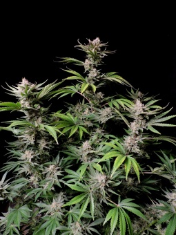 картинка Cherry Cola Auto от магазина Semki