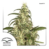 картинка Skunk 11 от магазина Semki