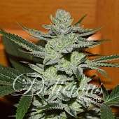 картинка Unknown Kush от магазина Semki