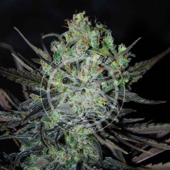 картинка Eleven Roses Auto от магазина Semki