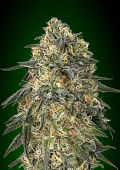 картинка Gorilla от магазина Semki