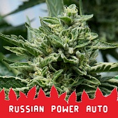 картинка Russian Power Auto от магазина Semki