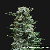 картинка AK Skunk Auto от магазина Semki