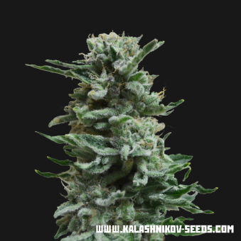 картинка AK Skunk Auto от магазина Semki