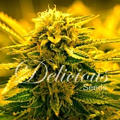 картинка Sugar Black Rose Auto от магазина Semki